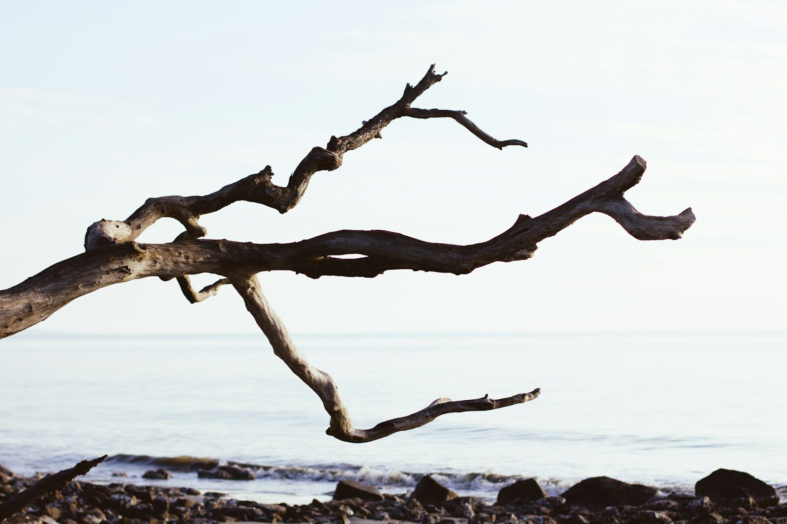 Driftwood on sand